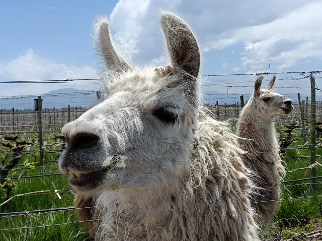 Zapata llamas 2